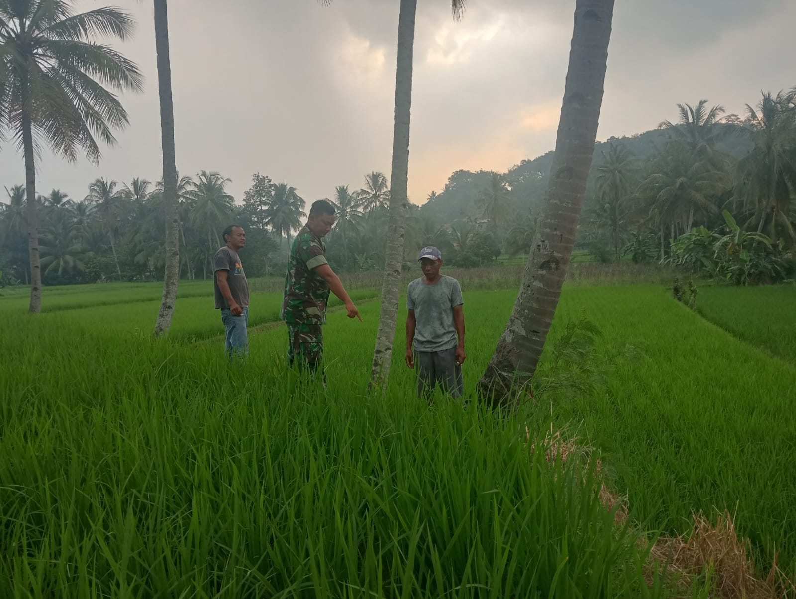 SERDA SATRIA BANTU EVAKUASI KORBAN JATUH DARI POHON KELAPA