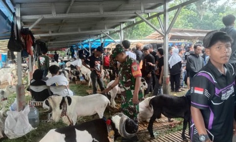 SERKA DEDI JUNAEDI LAKSANAKAN MONITORING DAN PENGAMANAN ADU KETANGKASAN DOMBA