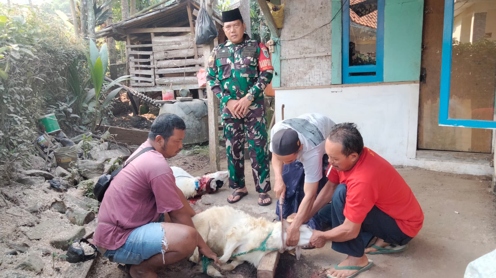 BABINSA DESA WALAHIR MONITORING PENYEMBELIHAN HEWAN KURBAN IDUL ADHA 1446 H/2025 M
