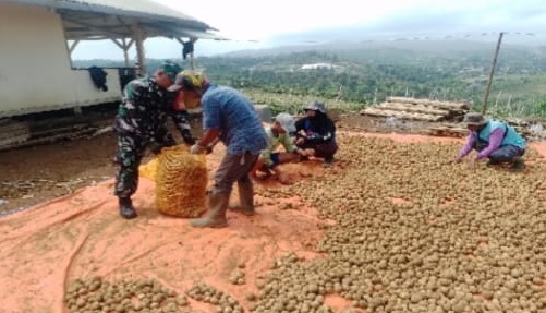 DUKUNG KETAHANAN PANGAN, BABINSA WARINGINSARI BANTU WARGA PANEN KENTANG
