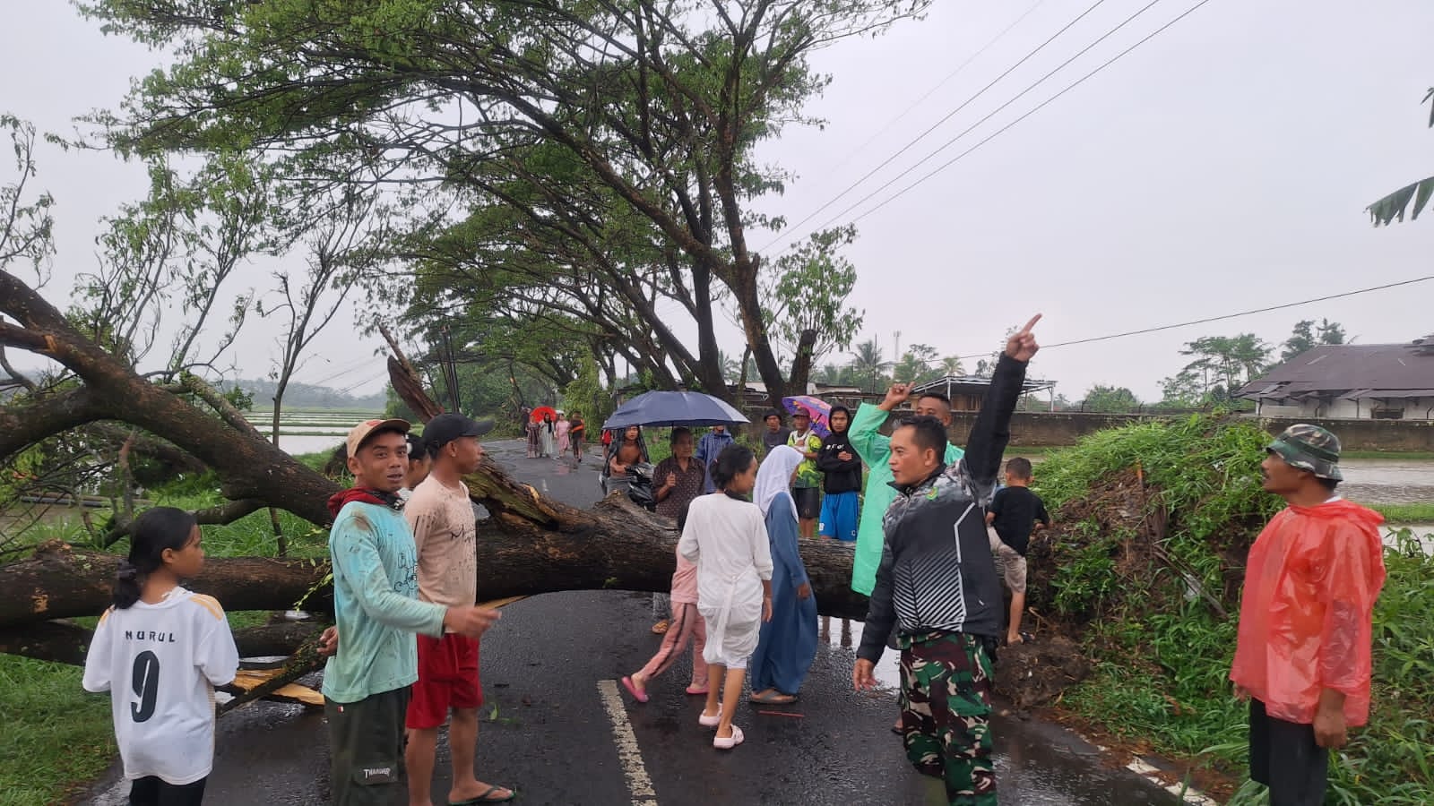 Reaksi Cepat Bencana: Serka Dasep Babinsa Bobojong Pimpin Evakuasi Pohon Tumbang, Akses Jalan dan Sekolah Tertutup di Mande