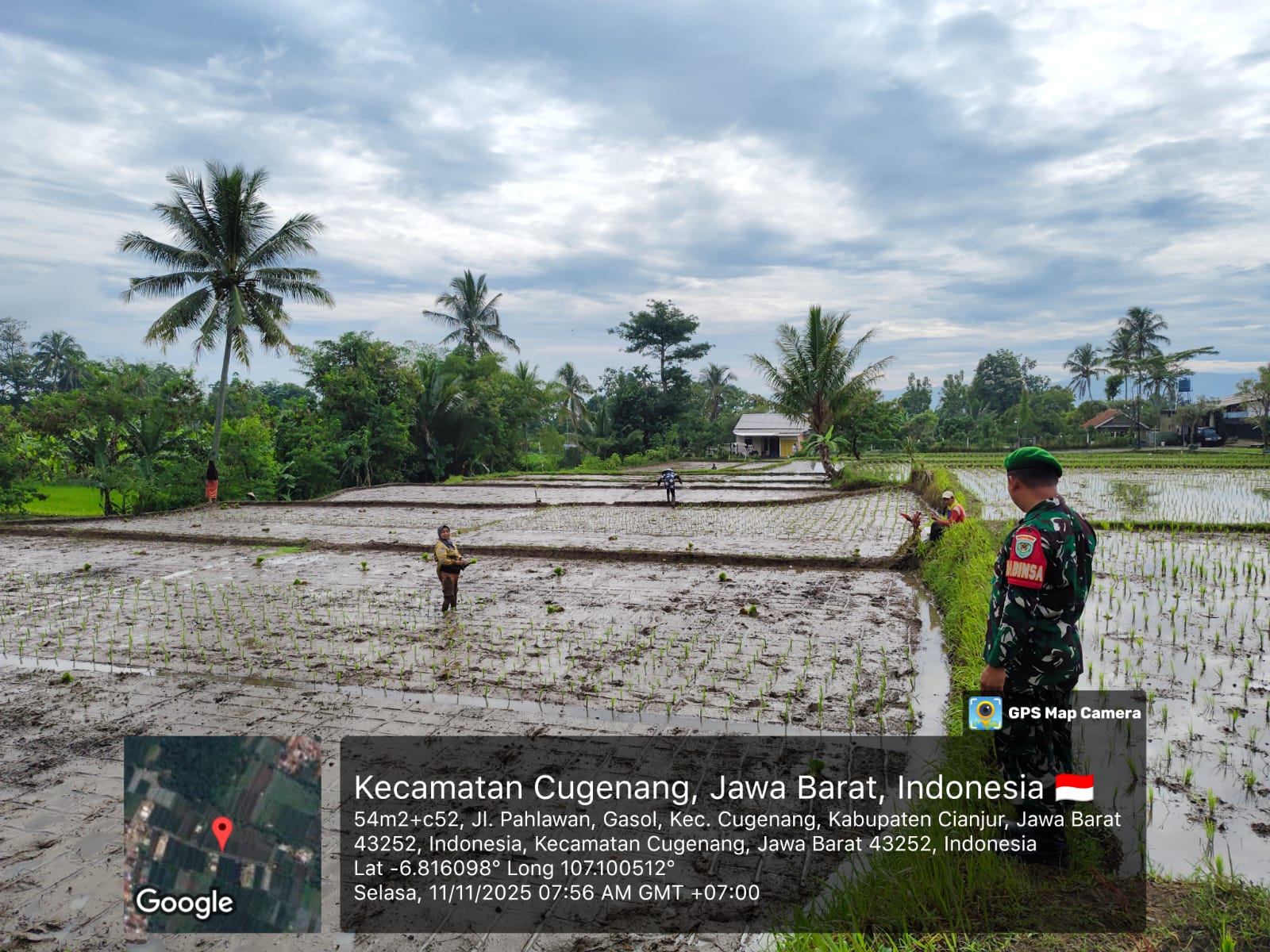 Dukung Ketahanan Pangan, Babinsa Gasol Dampingi Petani Tanam Padi Unggul 64