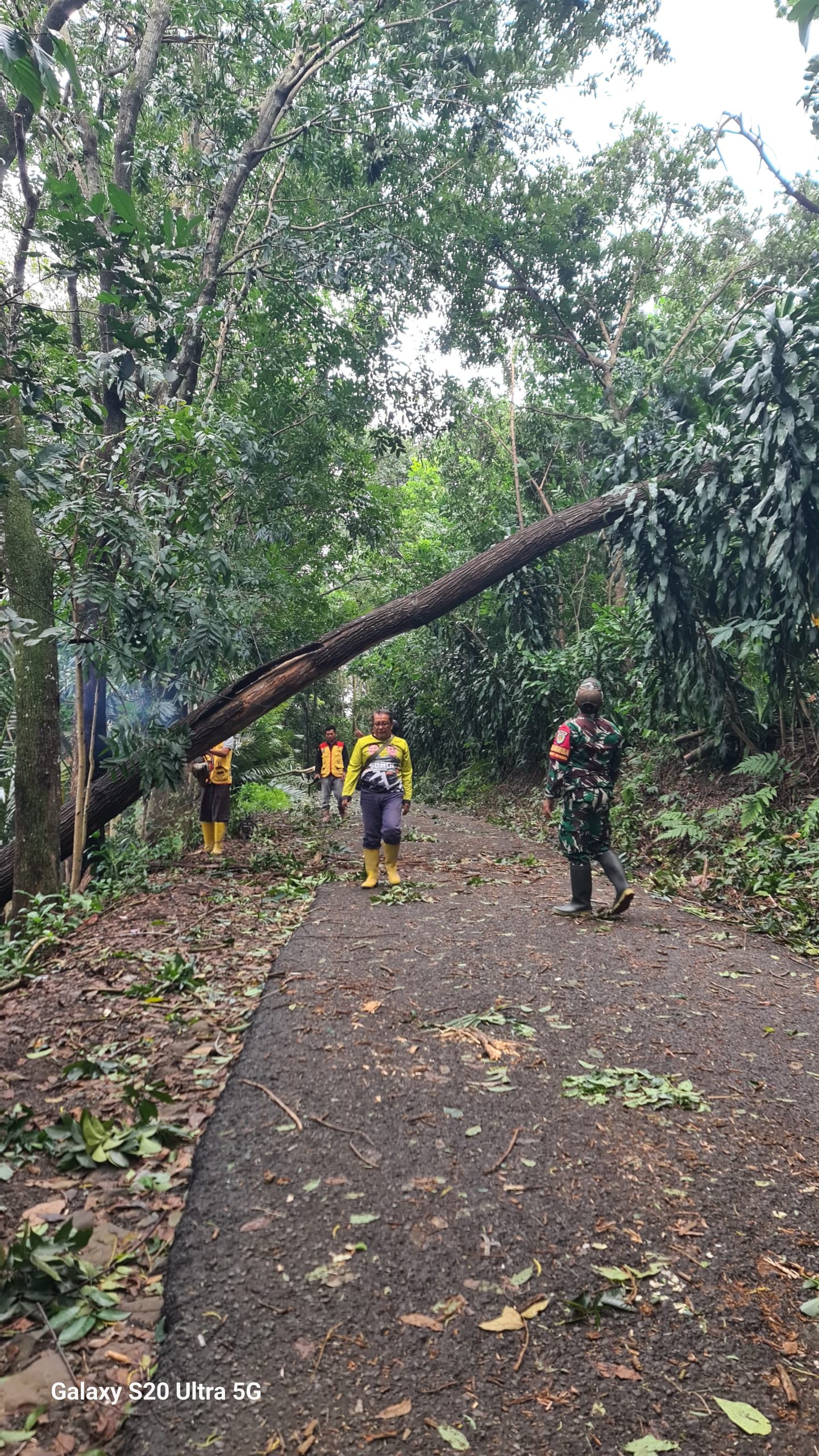 Aksi Cepat Babinsa dan Tim Gabungan Evakuasi Pohon Tumbang di Jalan Hukoci