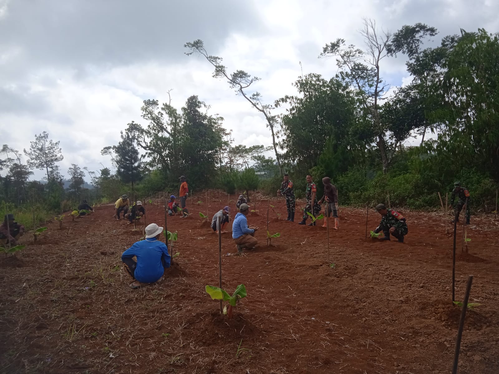 Perkuat Ketahanan Pangan, Kapten Cke. Ijudin Pimpin Penanaman 200 Pohon Pisang di Desa Cidadap