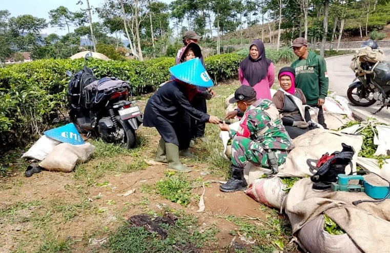 Dukung Sektor Perkebunan, Serma Yusep Saepuloh Jalin Komsos dengan Pemetik Teh di Gunung Rosa