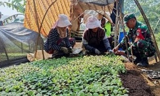 Perkuat Ketahanan Pangan, Babinsa Desa Cisujen Dampingi Petani Sayur di Takokak