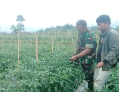 Dukung Ketahanan Pangan Desa, Serka Hendrik Pantau Program Kebun Cabai Bumdes Sarampad