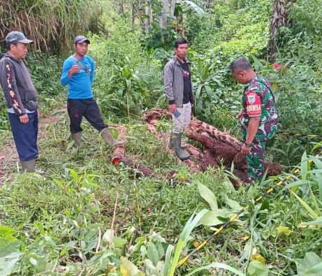 Lindungi Kelestarian Alam, Serka Hendrik Pimpin Pengecekan Lokasi Penebangan Liar di Sarampad