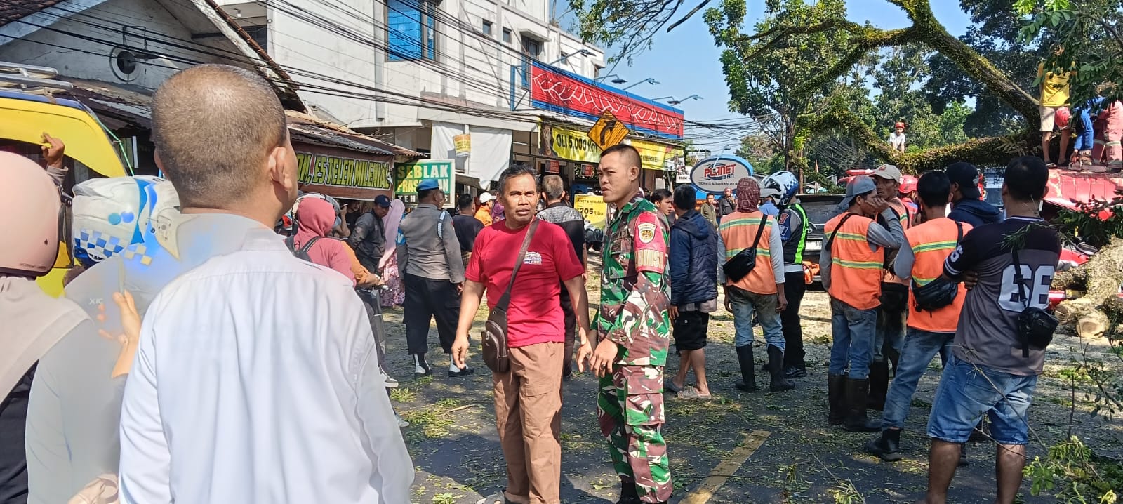 Pohon Trembesi Tua Tumbang Timpa 2 Mobil di Ciranjang, Babinsa Serda Agus Sugandi Bergerak Cepat Evakuasi Korban