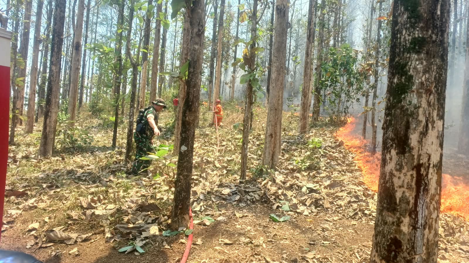 Aksi Tanggap Sertu Asep Iman Gempur Kebakaran Lahan 2 Hektare di Cibeber